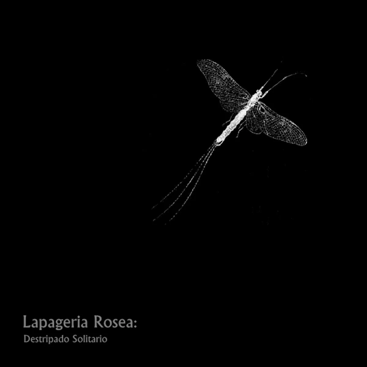 Destripado solitario cover