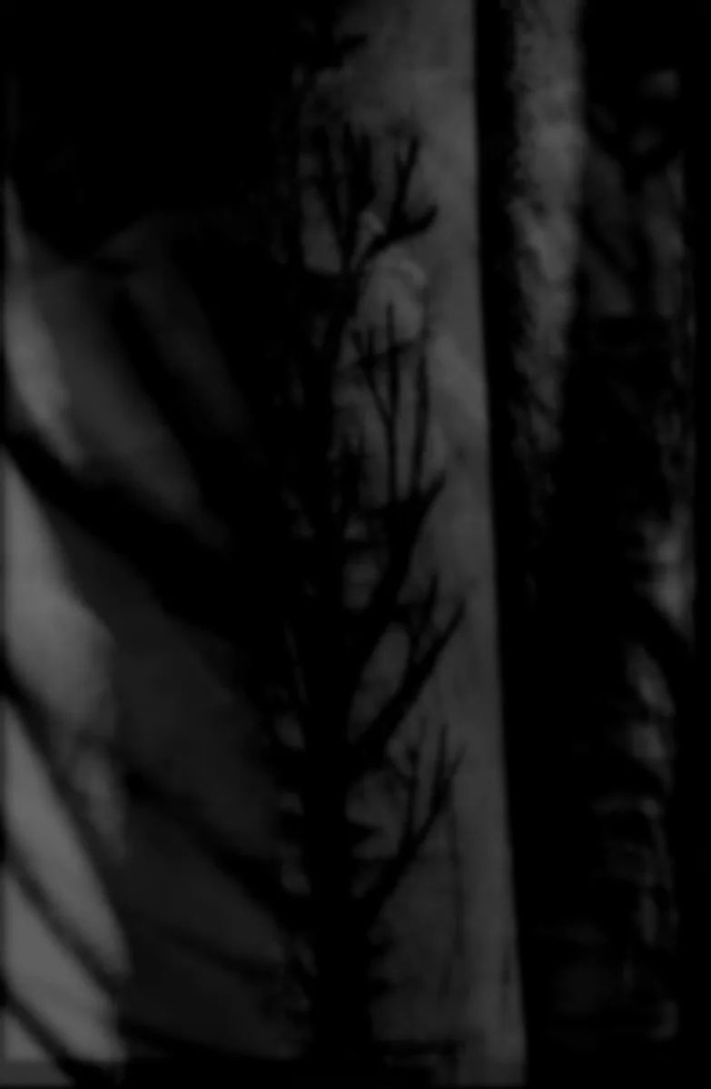 With Black Branches.. Scars and Wounds, the Painful Memories... cover