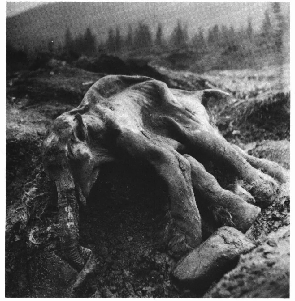 Secret Kept in Permafrost cover