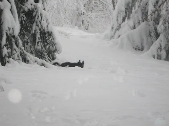 Winter Hunters' Hunger cover