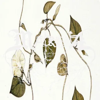 Morning Glory cover