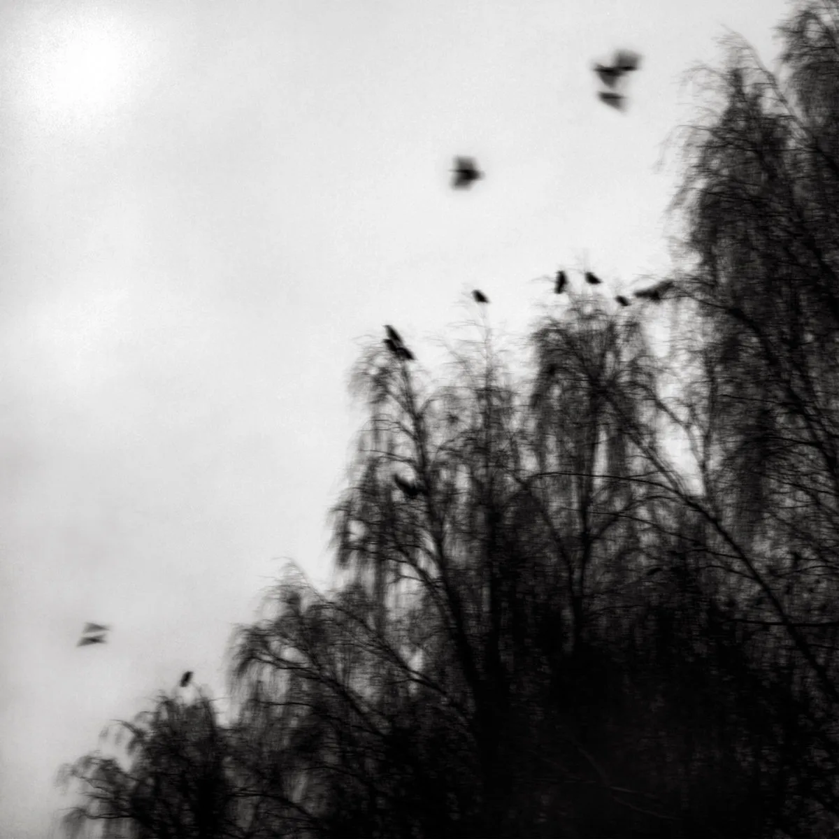 Where All Light Dies cover