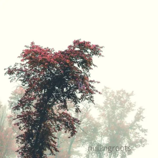 Nullingroots cover