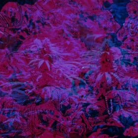 Buddha's Dealer cover