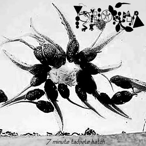 7 Minute Tadpole Hatch cover