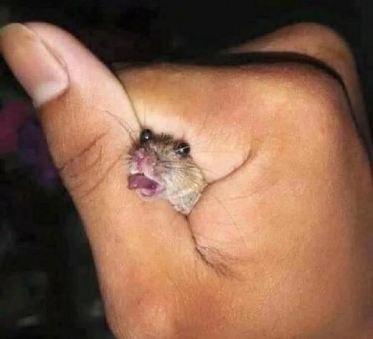 Throwing Beer Bottles at Hookers from Naperville cover