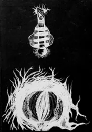 Demo II cover