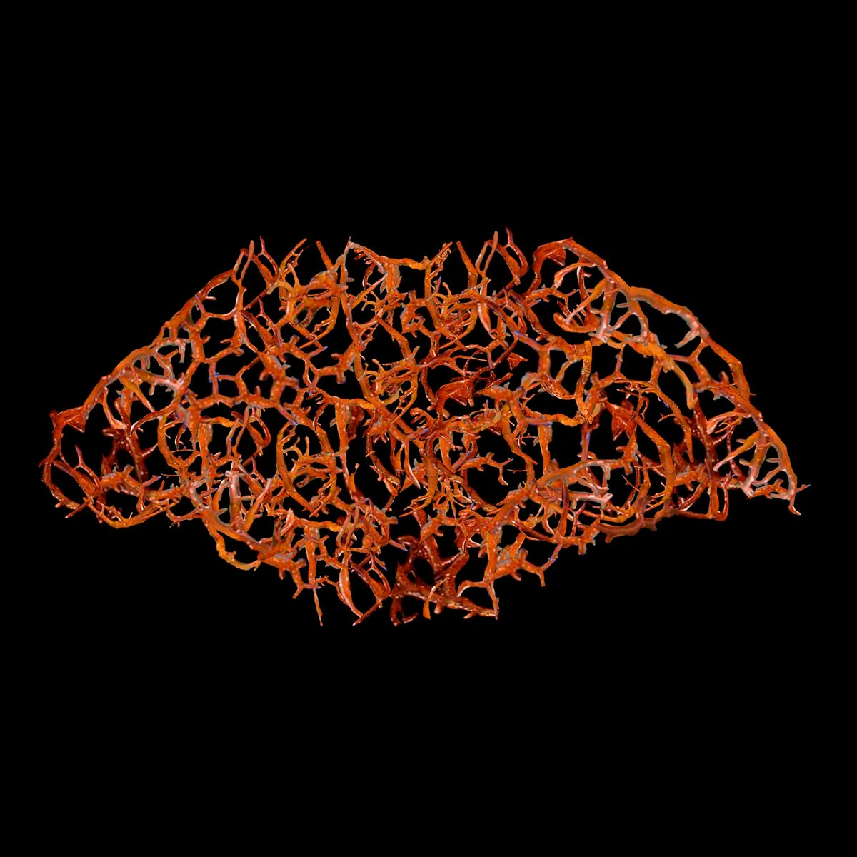 Rupture of the Gastrointestinal Tract cover