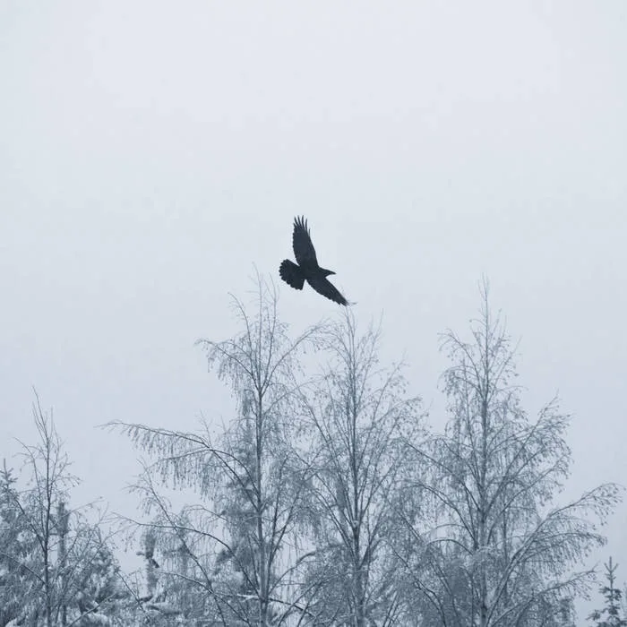 Messenger of Cold Plains cover