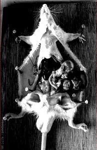 Process ov Desratization cover