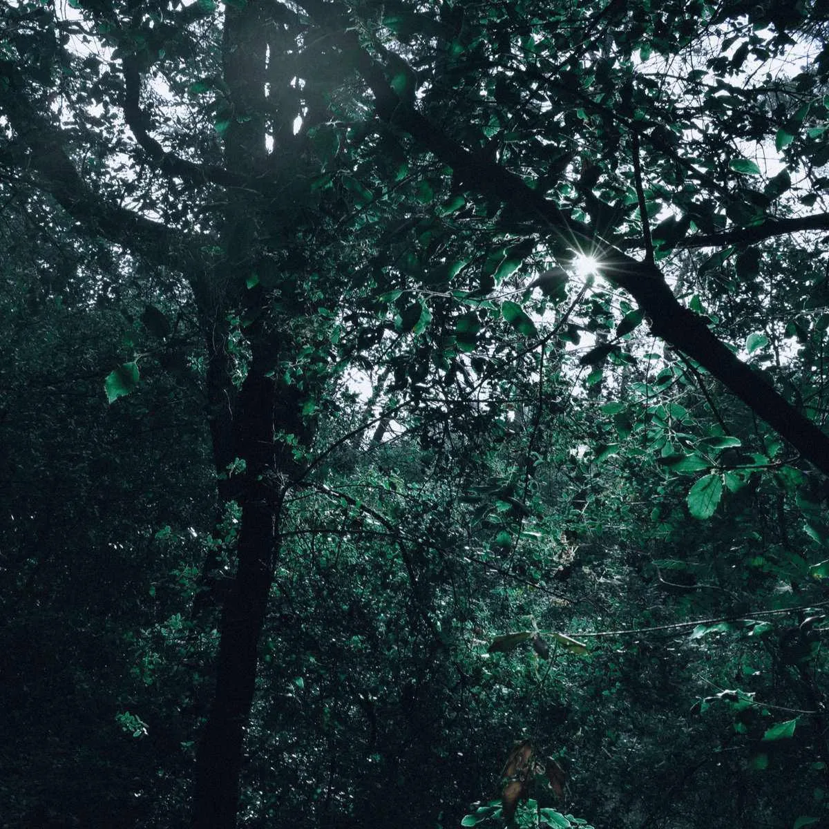 Sorrowful Life cover