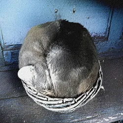 These Ashes and Bones Will Soon Become the Roots of the Mountain cover