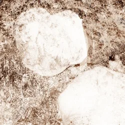 Rotting from Within Inside a White Chamber cover