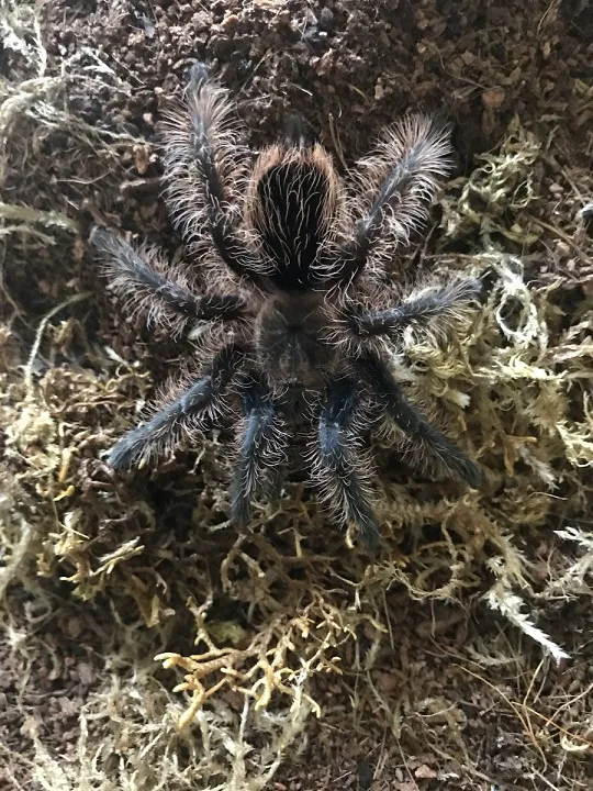 Bizarre Dismemberment cover