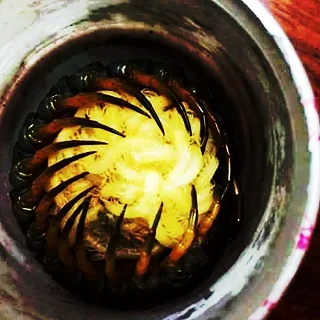 Dower and Grindcore cover