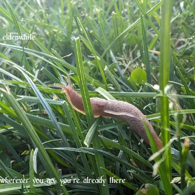 Wherever You Go, You're Already There cover