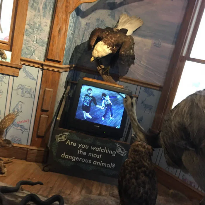 Binch Harmonics cover