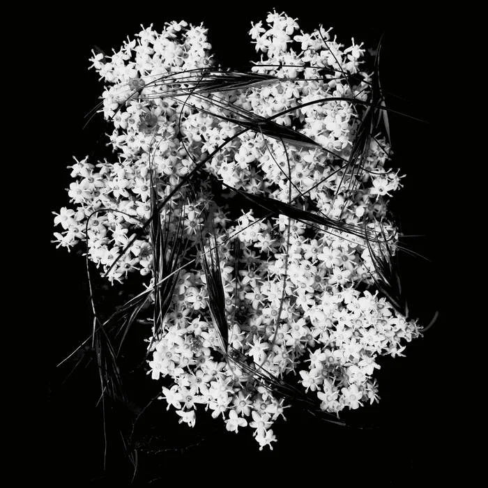 Deathly Silence cover