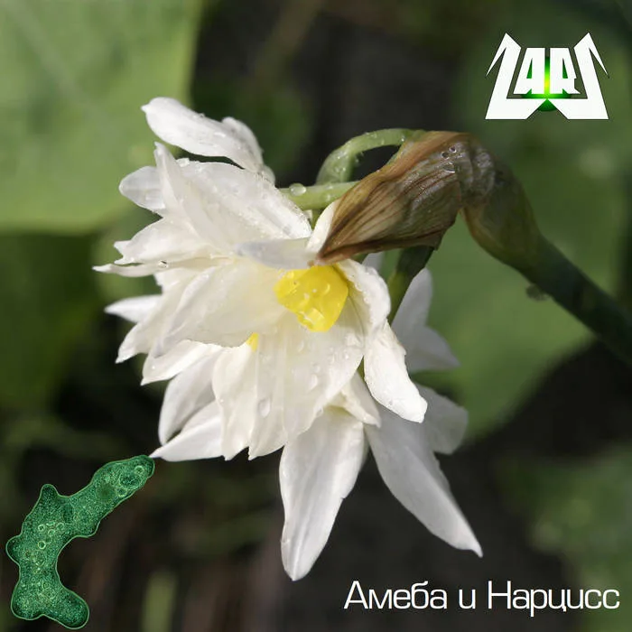 А​м​ё​б​а и Н​а​р​ц​и​с​с cover