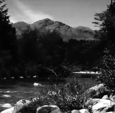 Forests in Disgrace cover