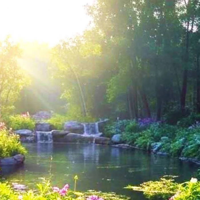 Feel -In the Silent Forest- cover