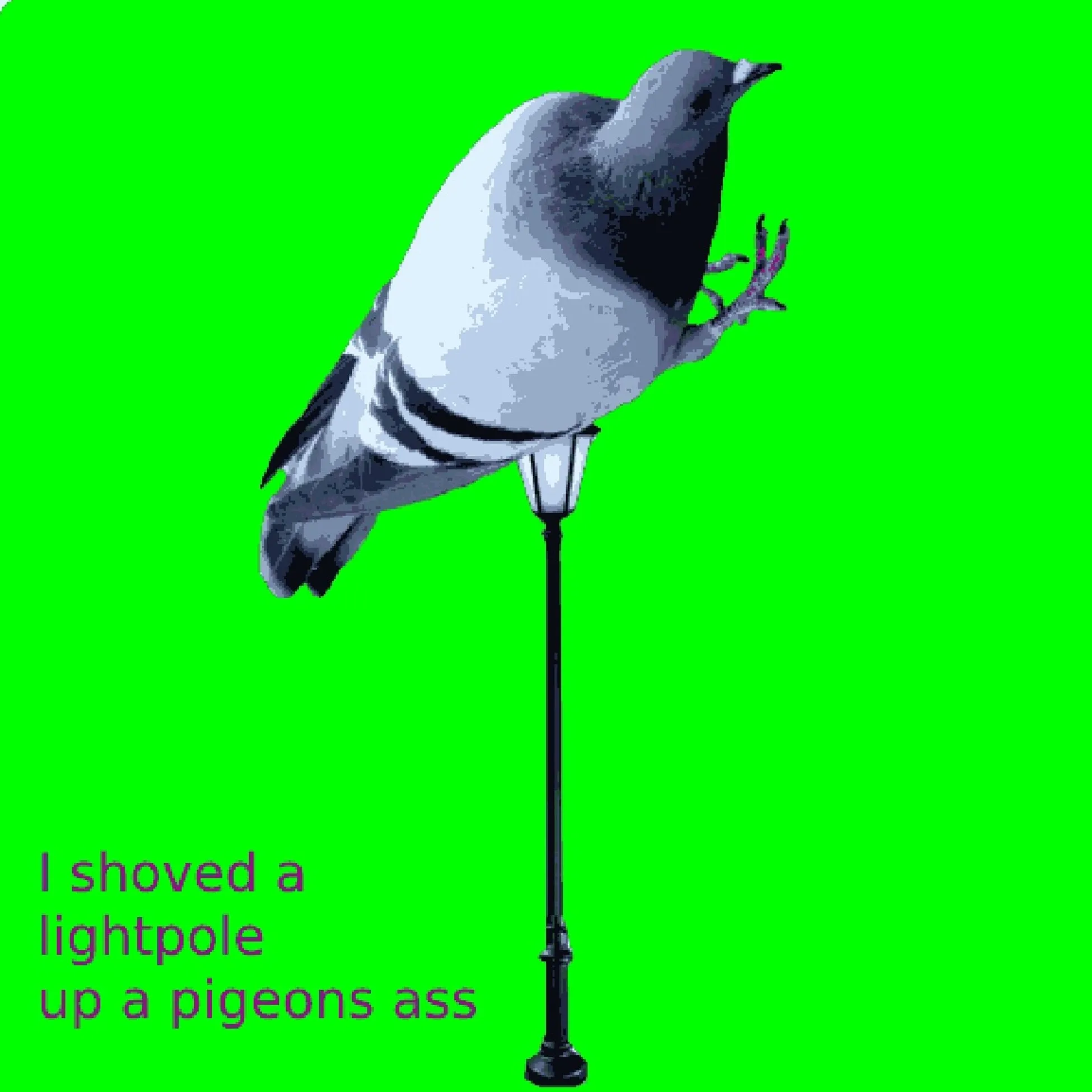 I Shoved a Lightpole Up a Pigeons Ass cover