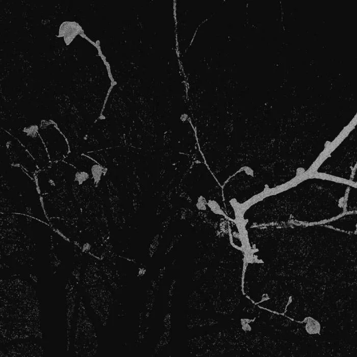 Beneath the Thorns of Shattered Purity cover