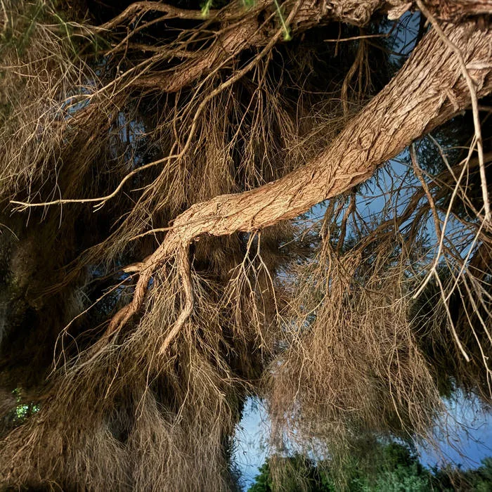 To Who It May Concern cover