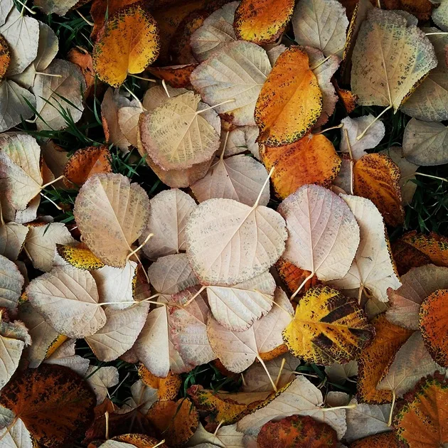 Güz Türküsü cover