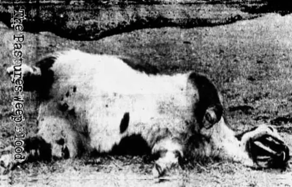 The Pastures Weep Blood cover