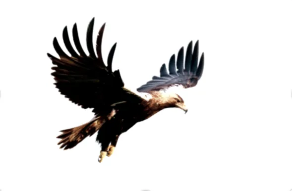 The eagle flies over the ruins of the masjid tearing apart the cursed kippah cover