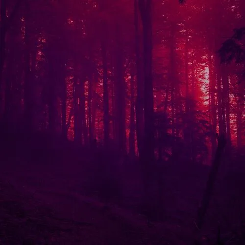 Into the Trees cover