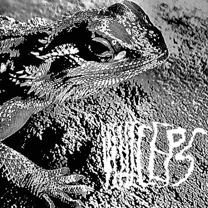 Pogona Vitticeps cover