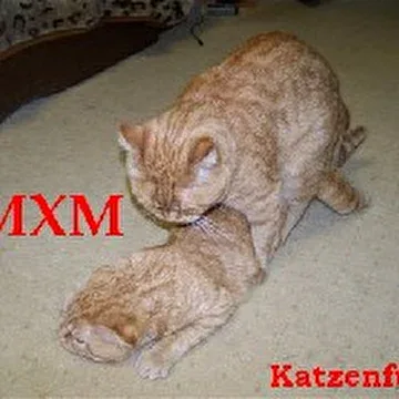 Katzenfuck cover