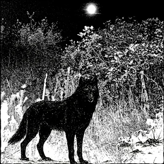 Full Moon over the Frozen Forest cover