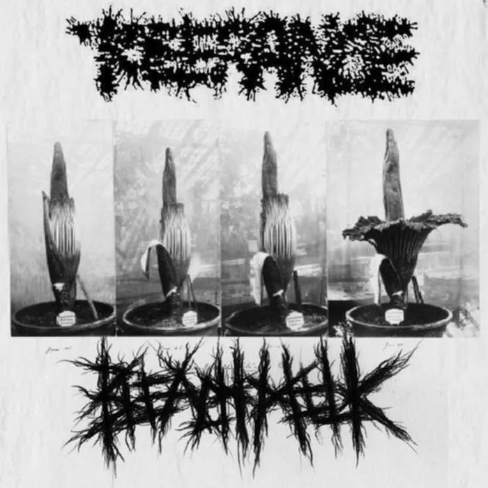 Tolerance / Bleach Milk cover