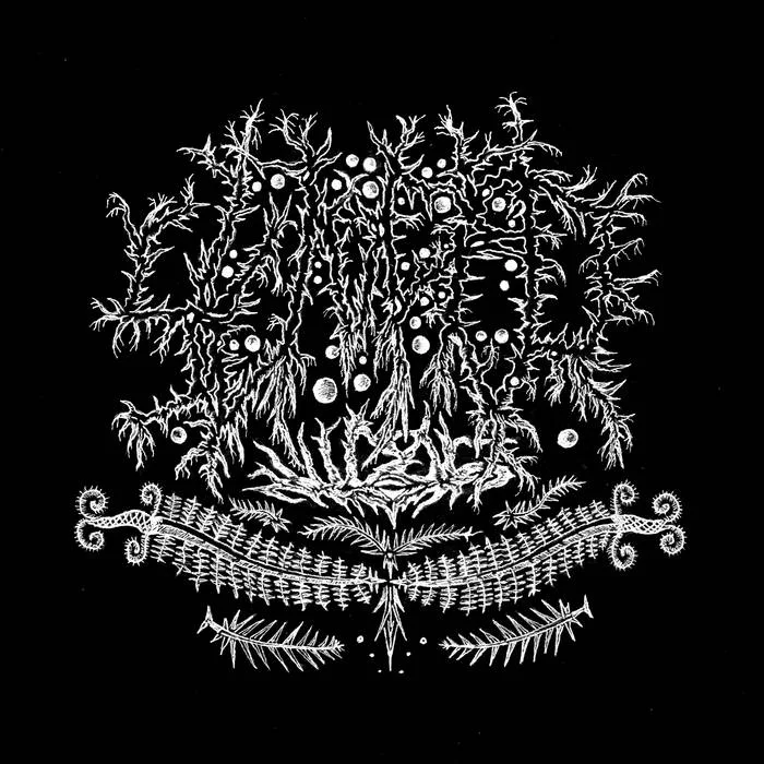 Sword Ferns cover