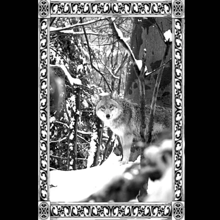 Wolven Dawn cover