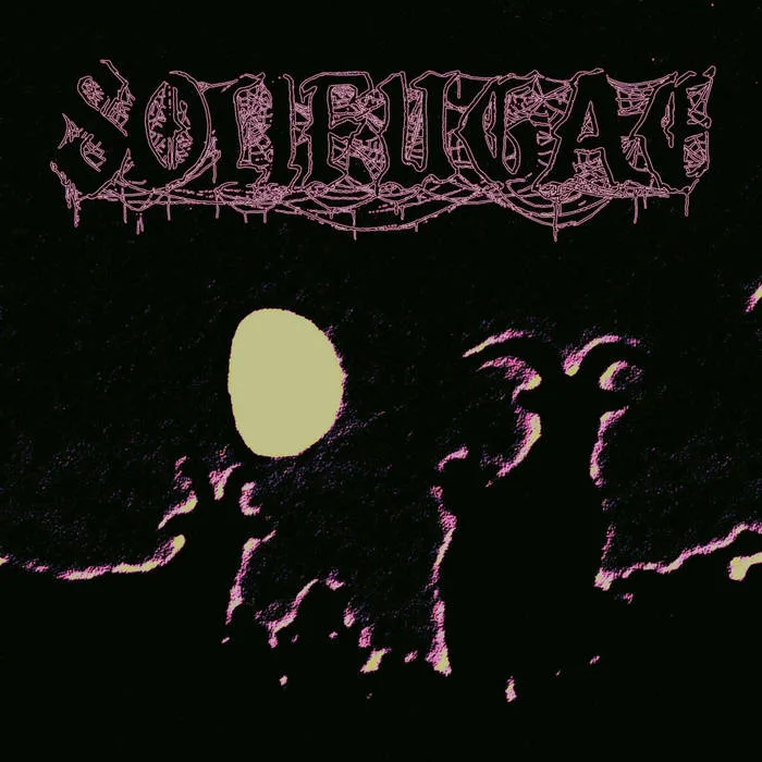 Solifugae cover