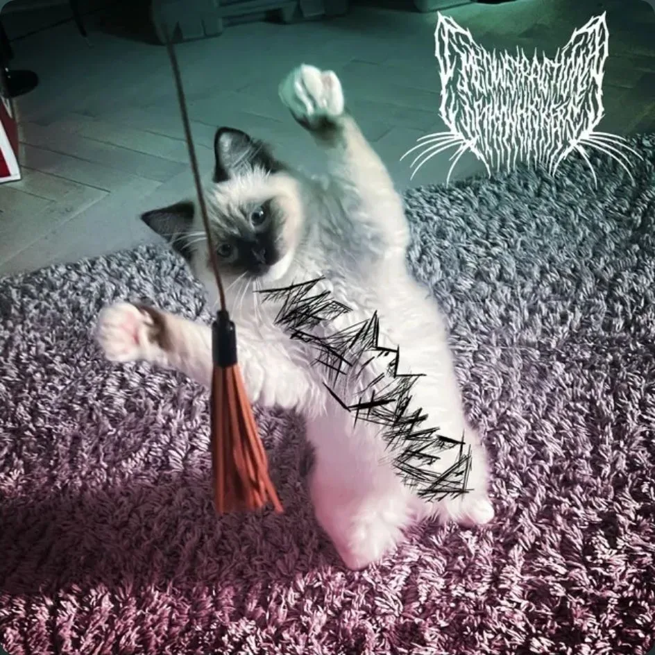 Meowed (Meowstraction of Thy Whiskers) cover