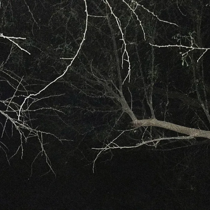 Nocturnal Hallucinations cover