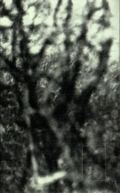 Somnambulism in a Verdigris Field cover