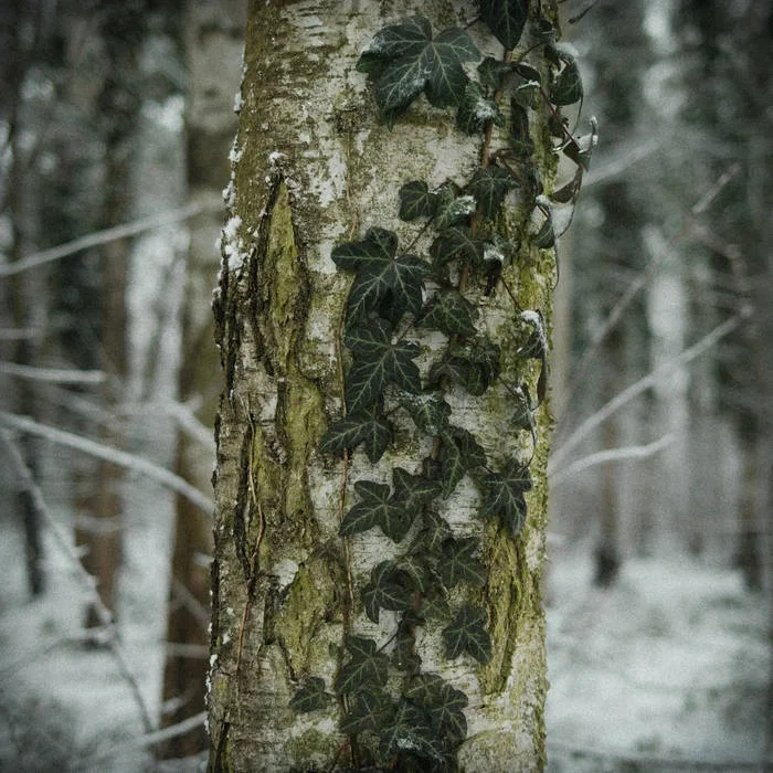 Frozen cover
