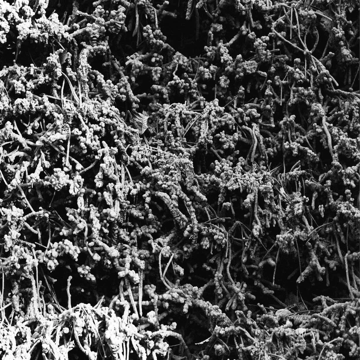 Taurunovem - Th'Astraktyan Serfdome