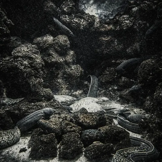 Wickedness and Violence cover