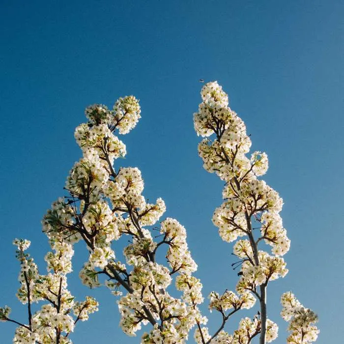 Bloom cover