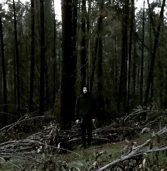 Forest Dusk