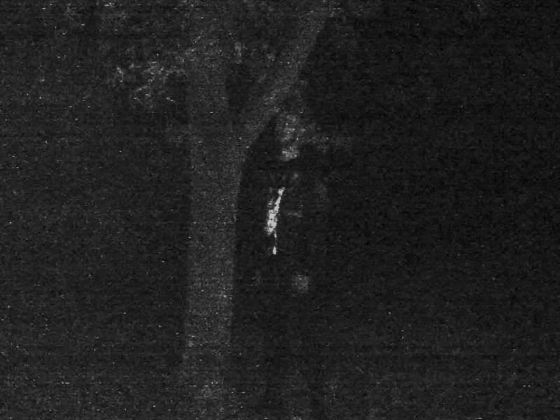 Forest Grave