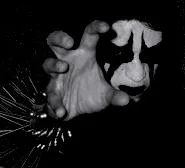 Hastur