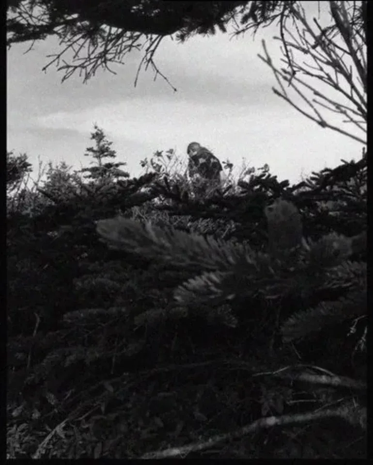 High Timbers